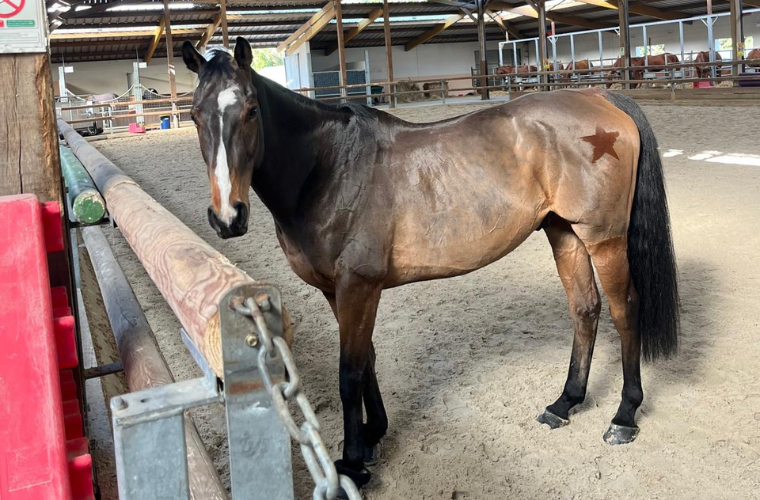 cheval tondu mue